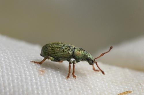Réf. 182 167 : Phyllobius sp.